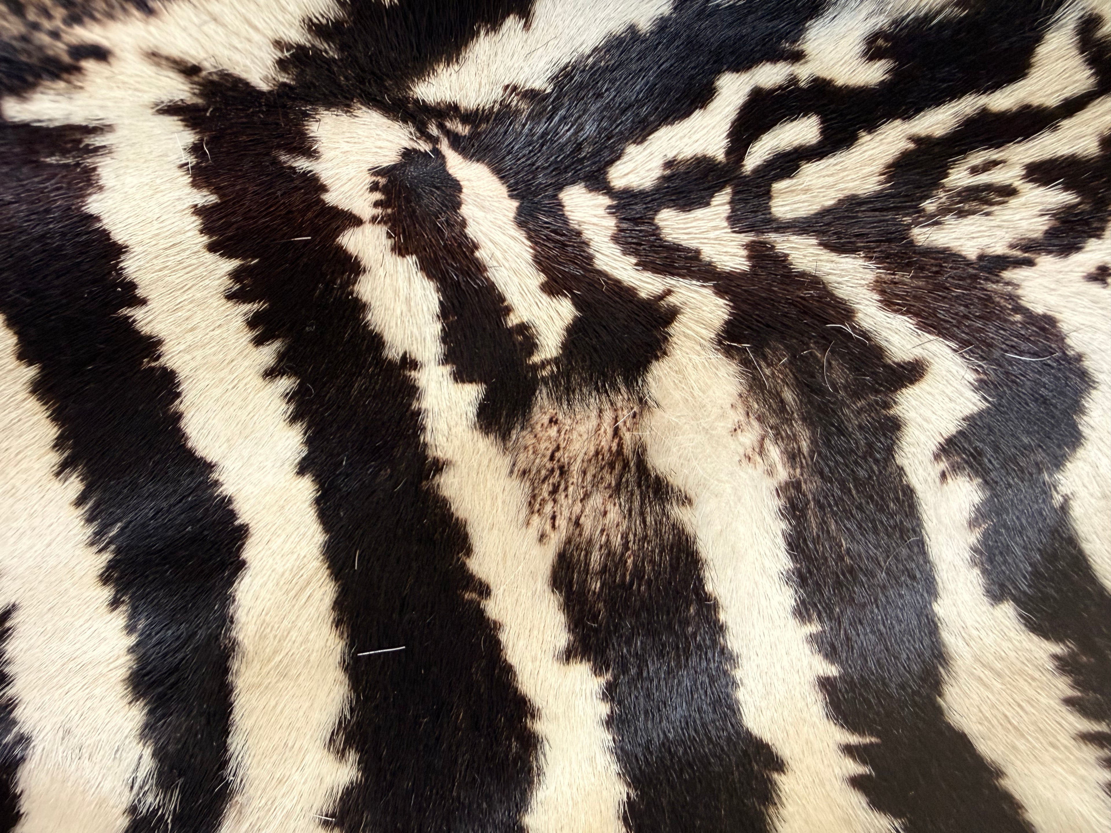 !1960s Zebra Print Pony Fur Statement Jacket